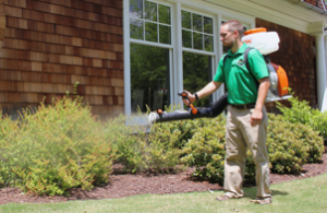 Mosquito Joe tech applying barrier spray to bushes on side of a brick house